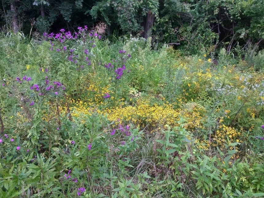 IMG_20180820_175320033_HDR